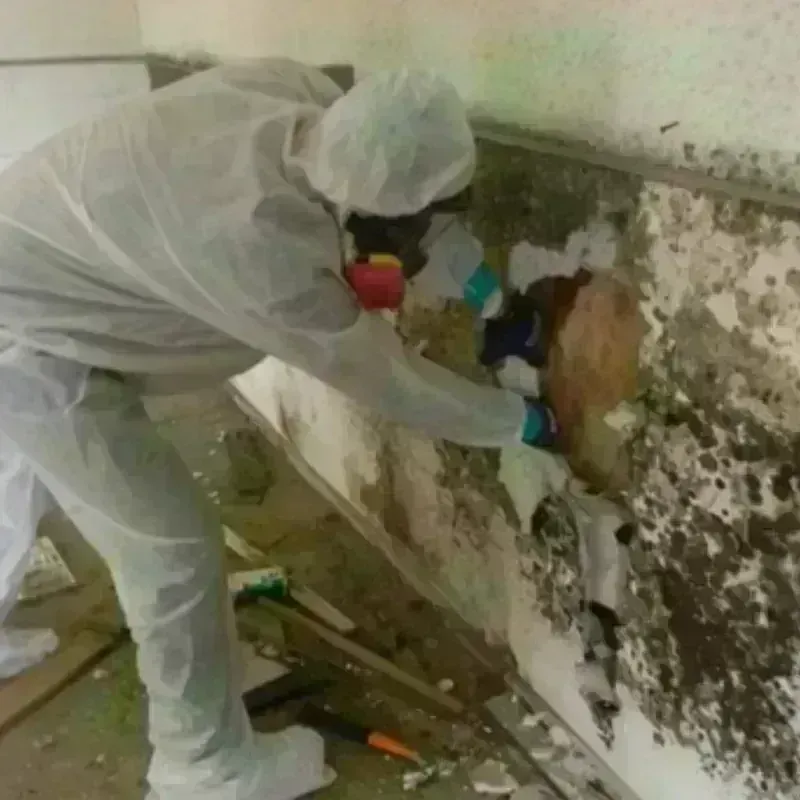 Mold Remediation and Removal in Lancaster, SC